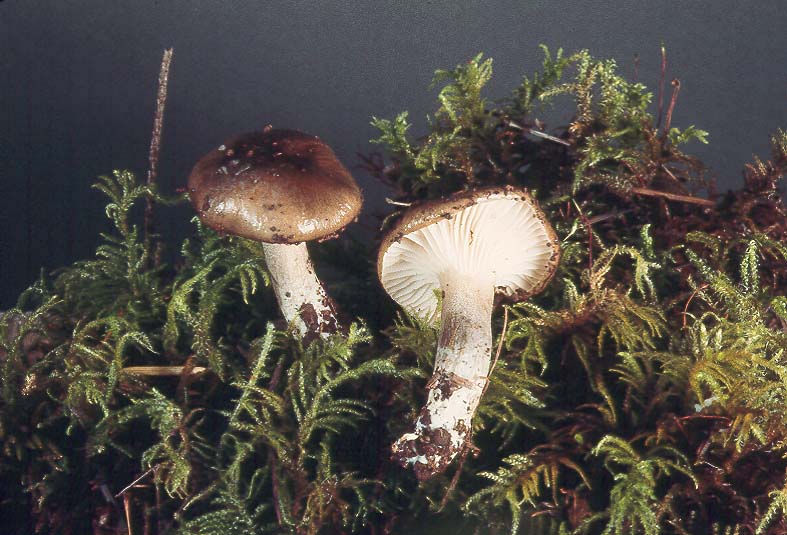 Hygrophorus calophyllus